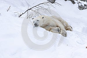 Polar bear in artic Finland zoo