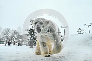 Polar Bear (Asahiyama Zoo, Japan)