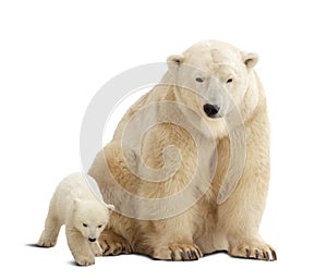 Polar bear with baby over white