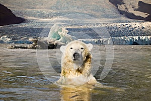 Polar bear back in his natural environment