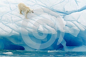 Polar Bear Balancing photo