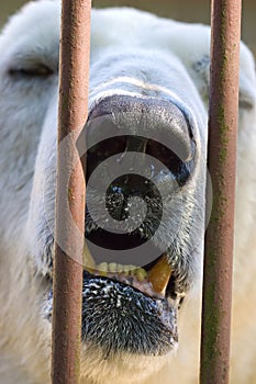 Polar bear behind the bars