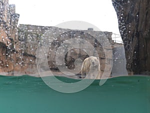 Polar bear behind glass in the Park