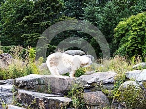 Polar Bear in Berlin Germany