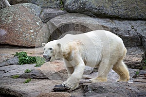 Polar Bear at the Berlin Zoo in Germany