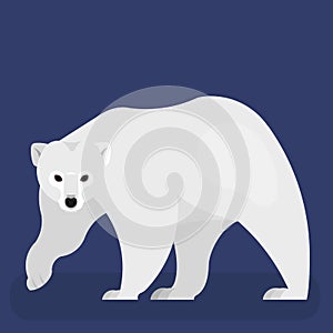 Polar bear. Big wild predator with a white fur