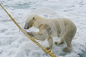 Polar Bear biting on the rope of an expedition ship, Svalbard Archipelago, Norway