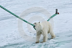 Polar Bear biting on the rope of an expedition ship, Svalbard Archipelago, Norway