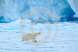 Polar bear with blue iceberg. Beautiful witer scene with ice and snow. Polar bear on drift ice with snow, white animal in the photo