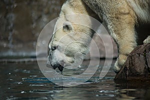 polar bear in border water in a zoologic park