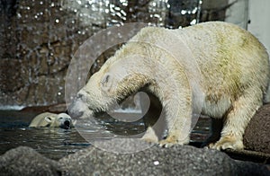 polar bear in border water in a zoologic park