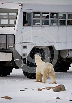 The polar bear came very close to a special car for the Arctic safari. Canada. Churchill National Park.