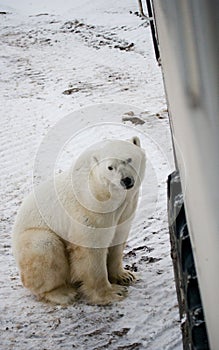 The polar bear came very close to a special car for the Arctic safari. Canada. Churchill National Park.