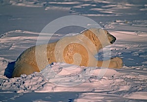 Polar bear in Canadain Arctic