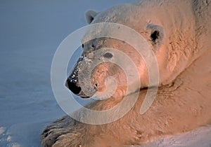 Polar bear in Canadain Arctic
