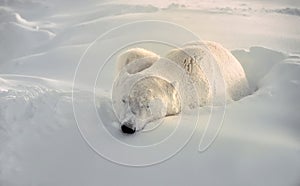 Polar bear in Canadian Artic