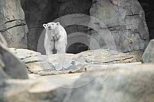 Polar Bear Cave