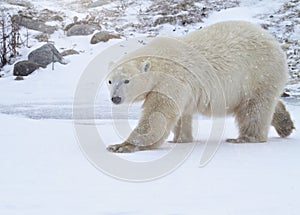 Polar bear in Churchill, Canada