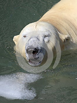 Polar bear close-up of a cold water