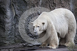 Polar bear close-up at the zoo. A large male polar bear walking in the zoo aviary.