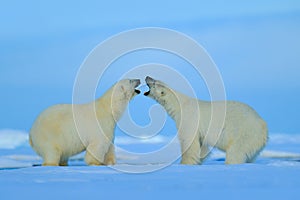 Polar bear conflict with open snout in Svalbard photo