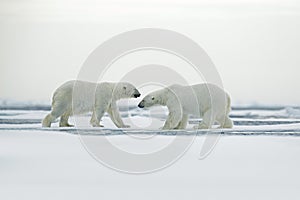 Polar bear couple cuddling on drift ice in Arctic Svalbard