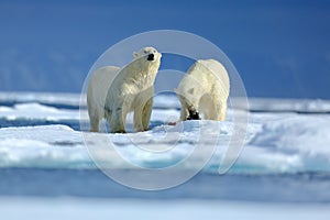 Polar bear couple cuddling on drift ice in Arctic Svalbard. Bear with snow and white ice on the sea. Cold winter scene with danger