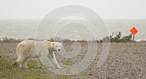 Polar Bear crossing 1