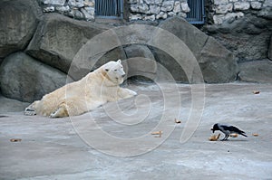 Polar Bear and Crow