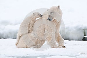 Orso polare cucciolo 