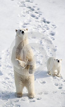 Polar Bear and Cub photo