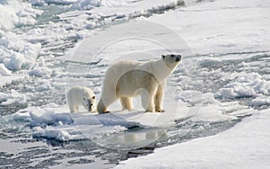 Polar bear and cub