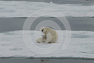 Polar Bear with cub