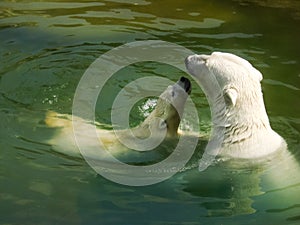 Polar bear with a cub