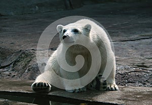 Polar Bear Cub