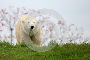 Polar bear cub