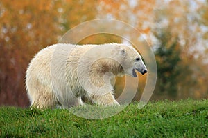 Polar bear cub