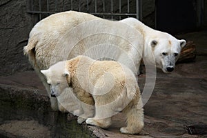 Polar bear cub