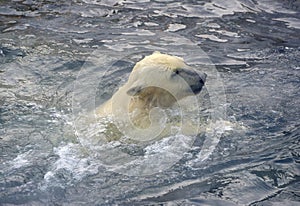 Polar bear cub