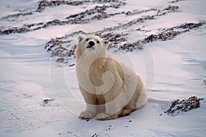 Polar bear cub