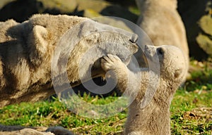 Polar bear and cub photo