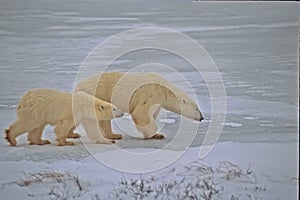 Polar bear  and cub on Arctic ice