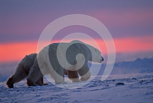 Polar bear and cub in Arctic sunset