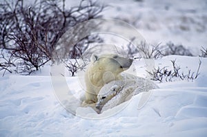 Polar bear and cub in Canadian Arctic