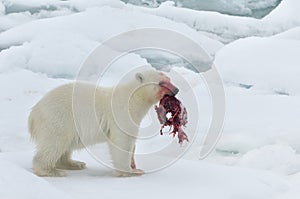Polar bear cub with a carcass in its mouth, Svalbard Archipelago, Norway