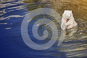 Polar bear cub eating on the water. Wildlife animal background