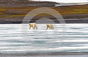 Polar Bear Cub Following Mama on the Ice