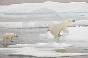 Polar bear and cub jumping on ice
