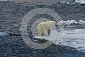 Polar bear cub landing after jump 2