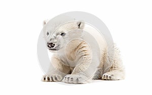 A polar bear cub lies comfortably against a white background, its innocence and vulnerability on full display. The